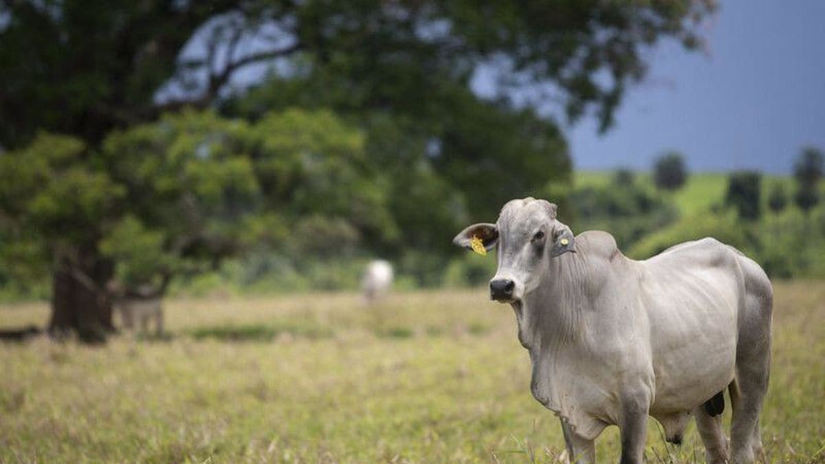 o grande ponto que faltou foi comprovar diz veterinario sobre decisao da UE
