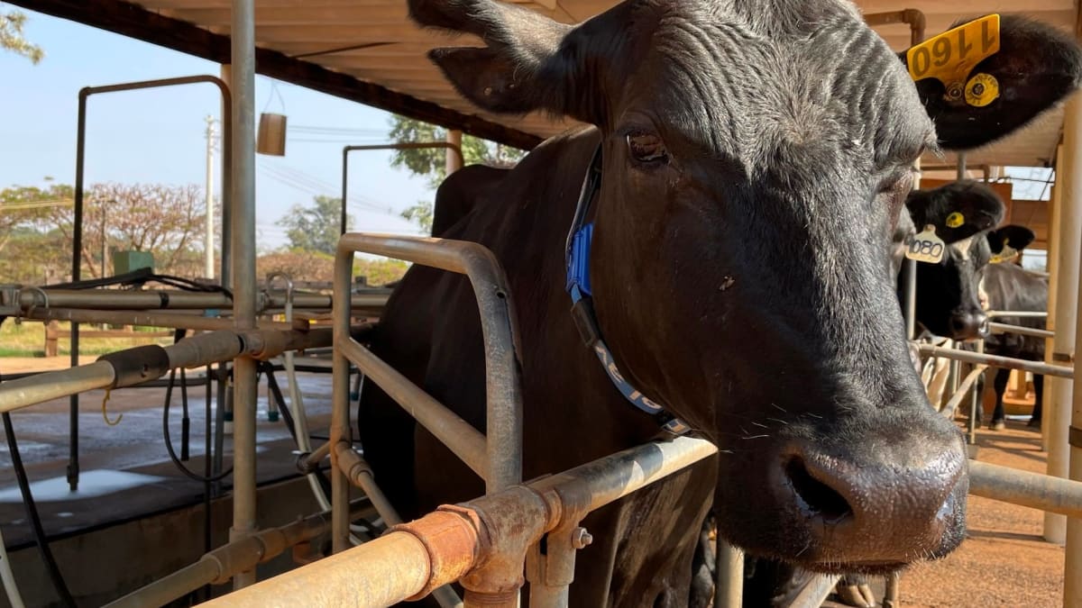 Alerta no pasto el nino desafia a pecuária de leite no Brasil