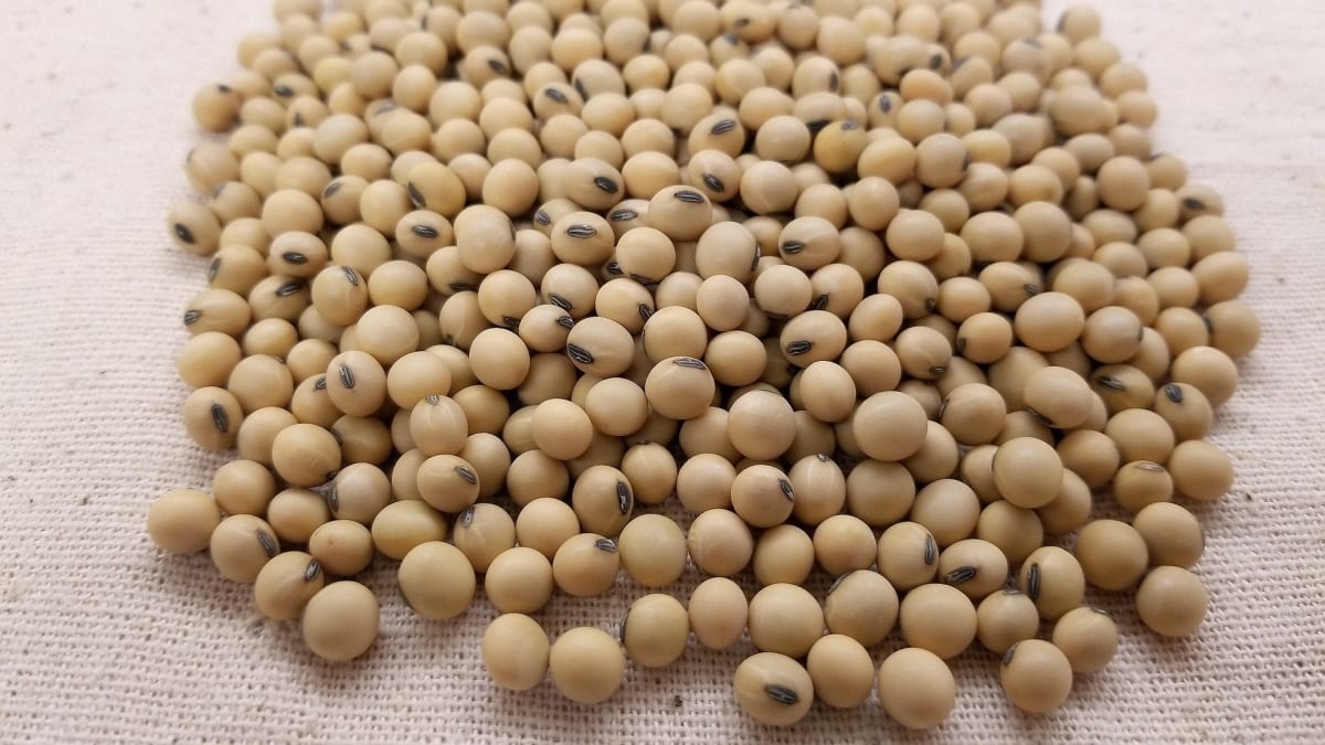 usda e Conab confirmam supersafra de soja oferta recorde pode limitar reacao dos precos saiba o que esperar do mercado