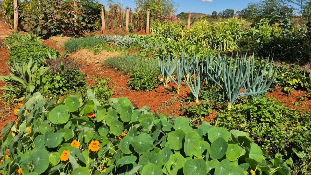 Embrapa lanca cultivares de hortalicas panc e aposta em alimentos mais nutritivos e resistentes ao clima