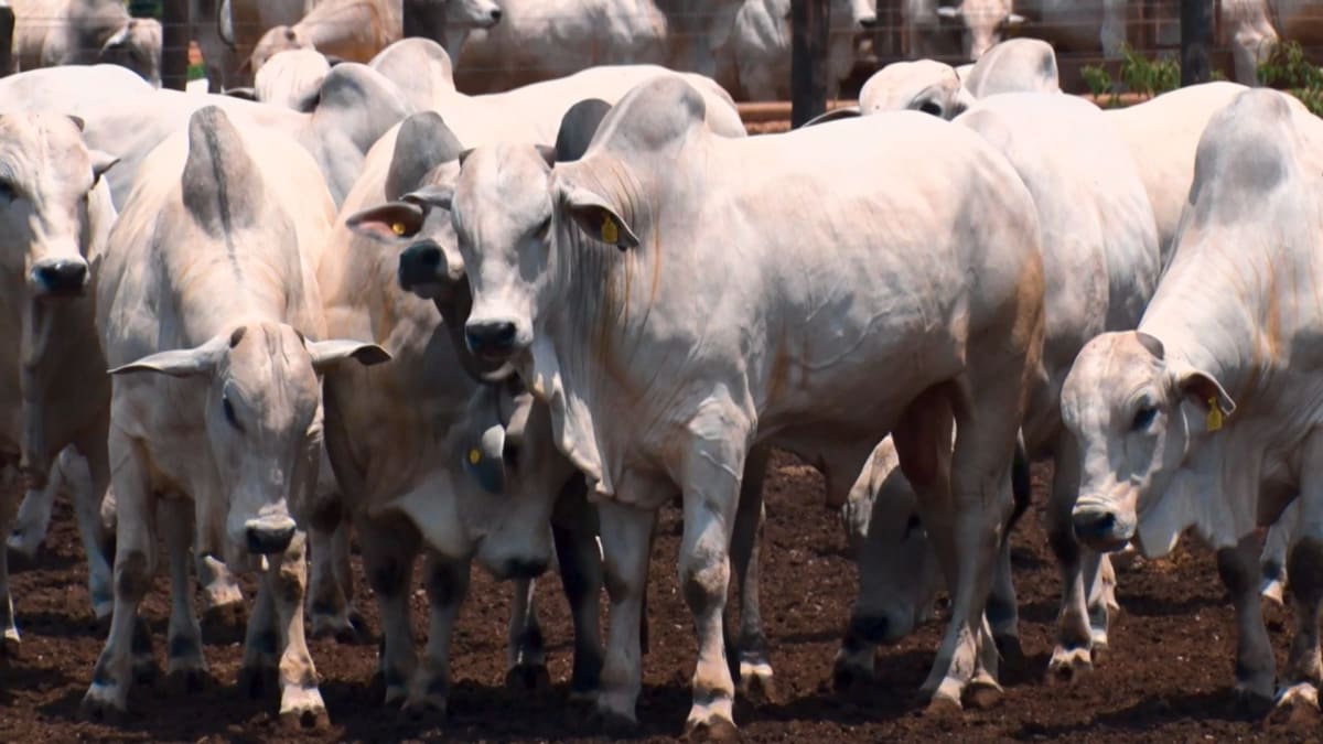 Brasil registra recorde no abate de bovinos e suinos no 1o trimestre