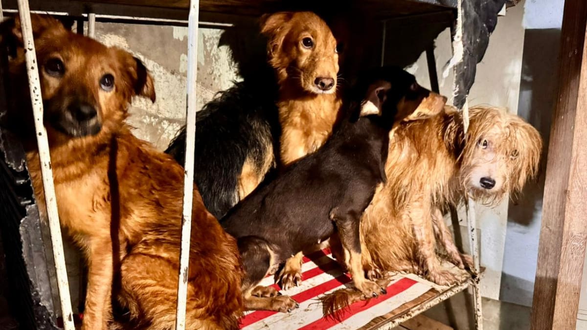 Cães em vulnerabilidade que se alimentavam de restos de outros animais foram resgatados no Centro do Rio