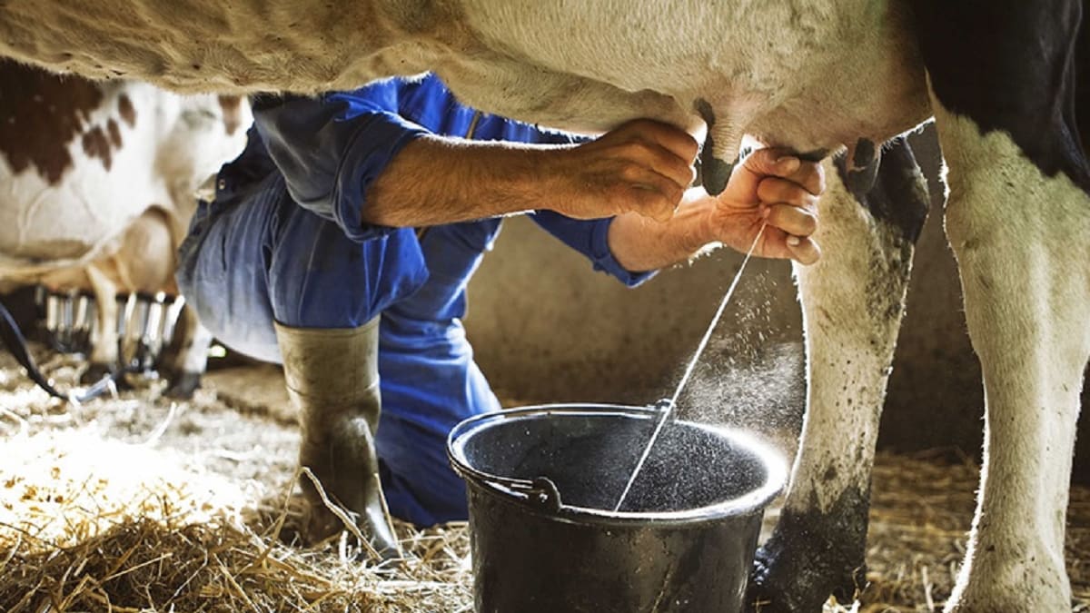 Produção de leite cresce, mas de ovos cai na Bahia