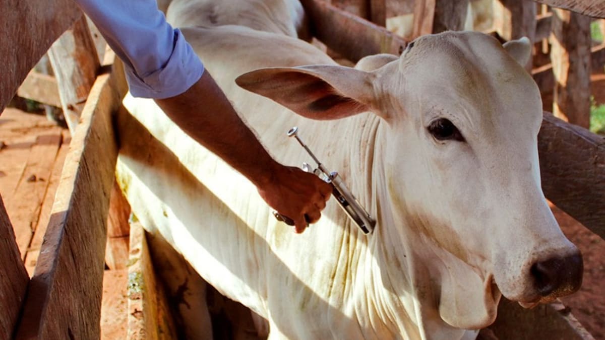 Mais de 3 milhões de doses de vacinas contra clostridioses sao liberadas em junho