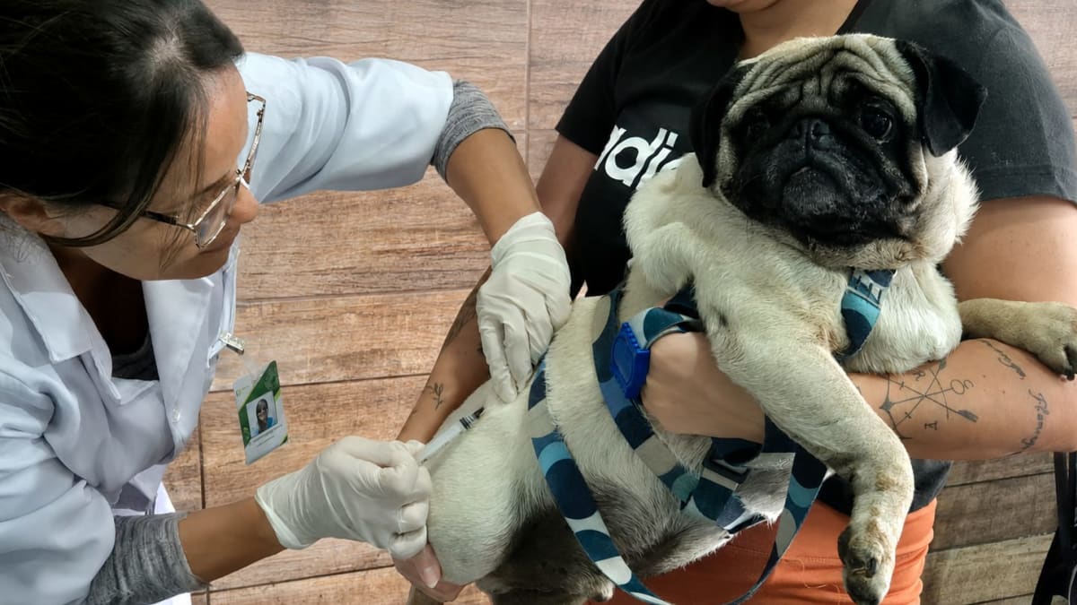 Vacinação antirrábica gratuita chega a bairros do Rio e Paty do Alferes