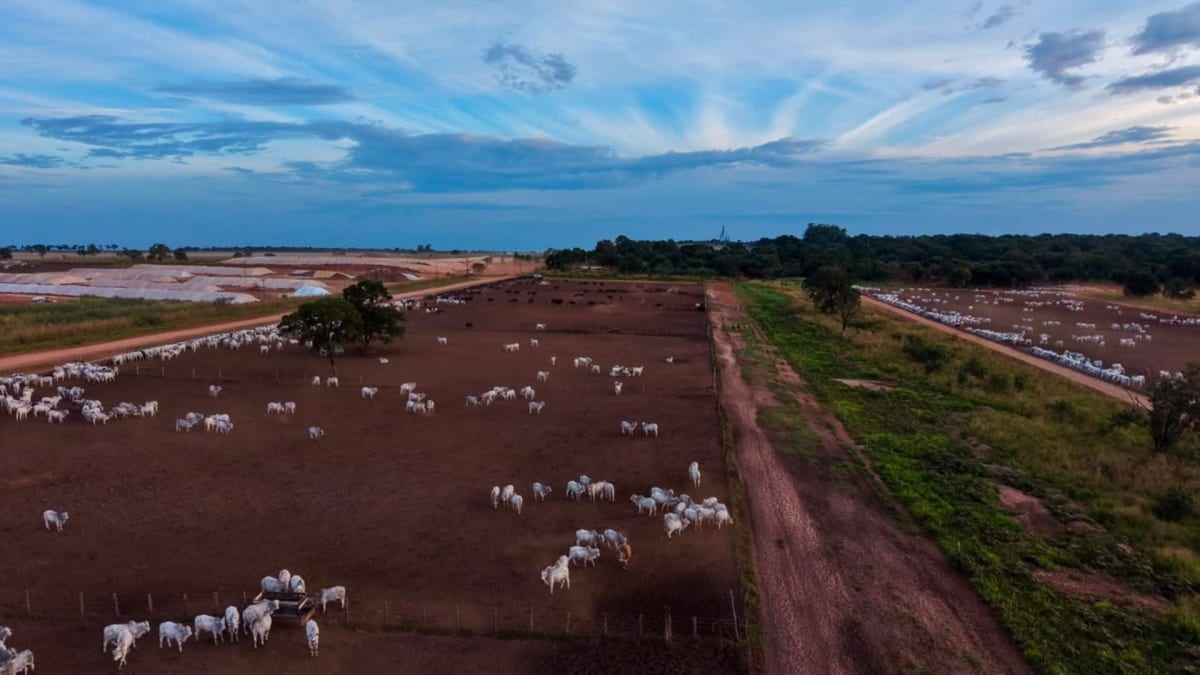 Pecuaristas ampliam uso dos boiteis para acelerar a engorda entenda