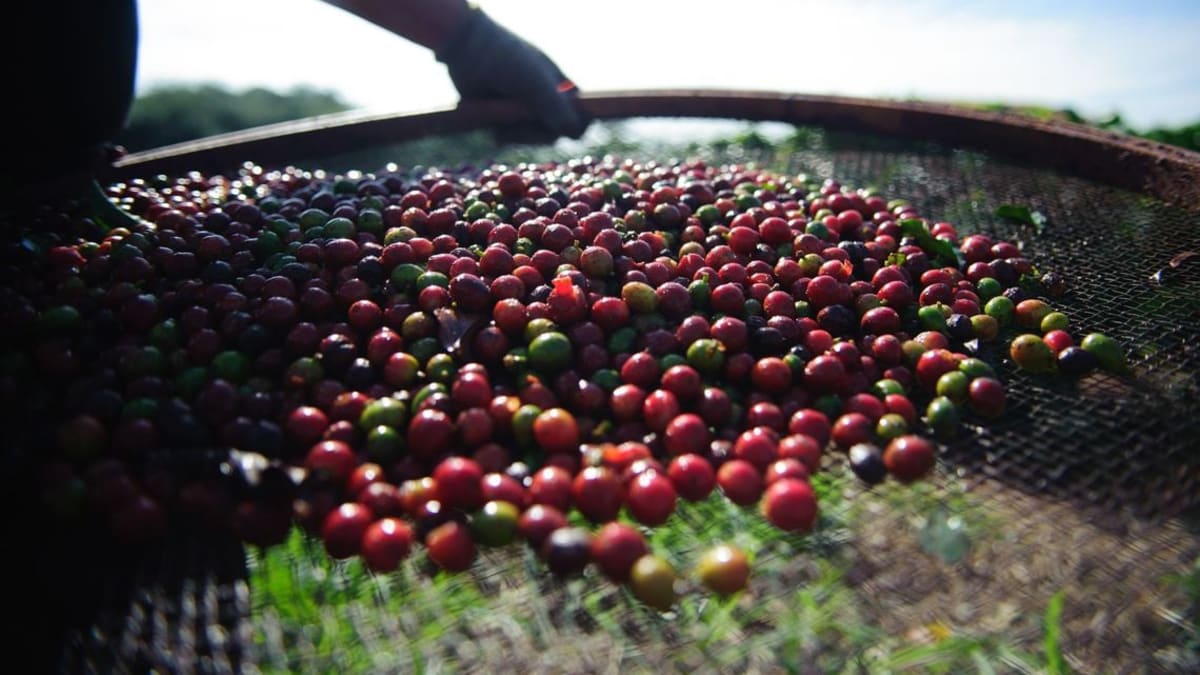 Chuvas interrompem colheita e impulsionam precos do cafe arabica