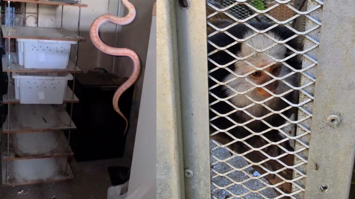 Polícia apreende 20 animais exóticos mantidos ilegalmente em Vila Velha