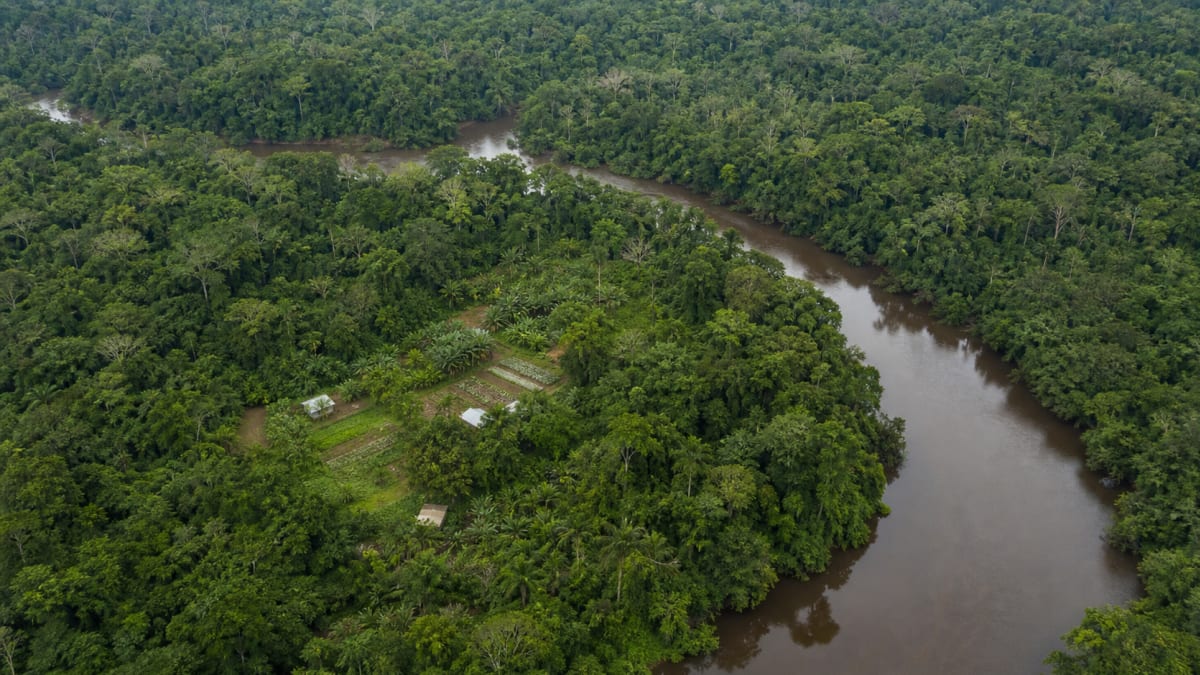 Ocde aponta bndes como peca chave para bioeconomia na amazonia