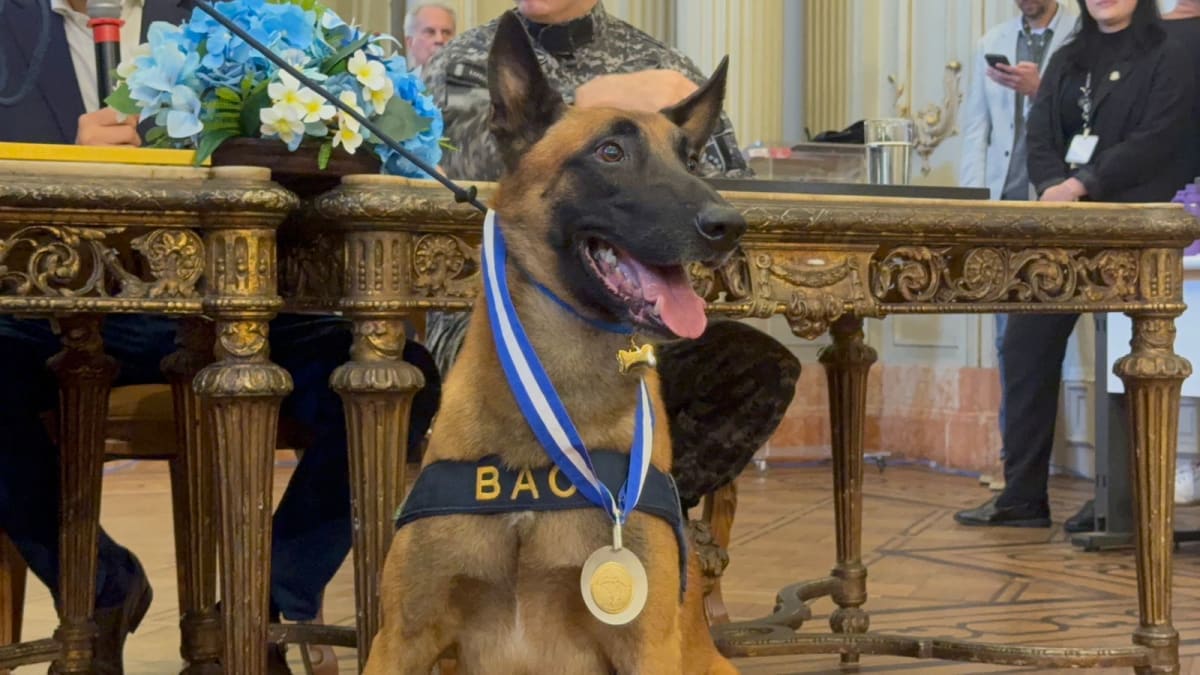 Hulk, cão da PMERJ, recebe Medalha Tiradentes por atuação na Maré