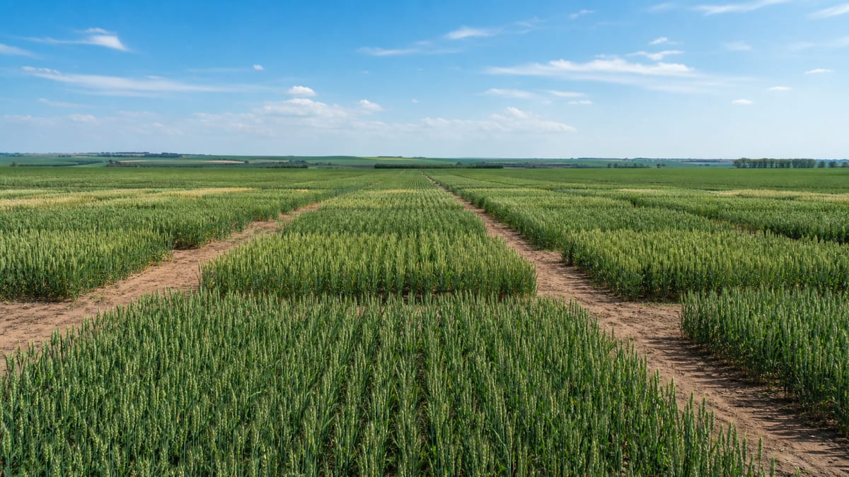 Cultivar brs savana e apresentada em dia de campo sobre trigo safrinha no df