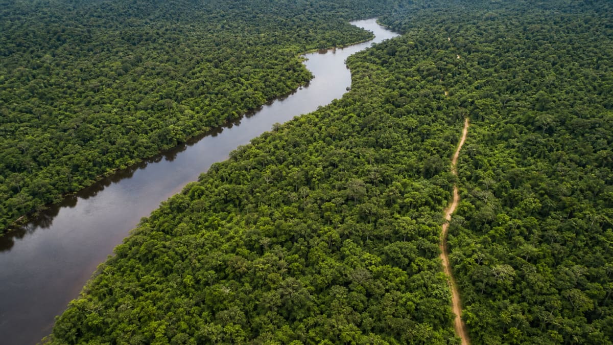 Edital abre concessao florestal de 267 mil hectares na flona de balata tufari