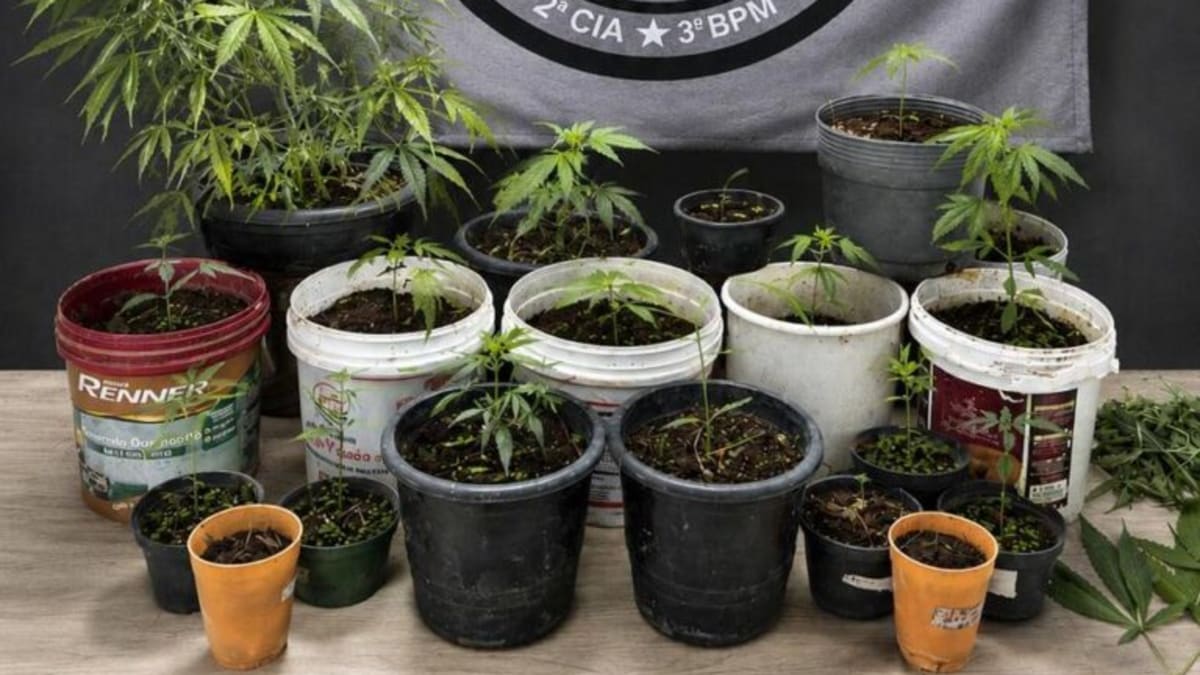 Varredura em Guaçuí: Ação policial descobre estufa artificial e apreende 25 pés de maconha