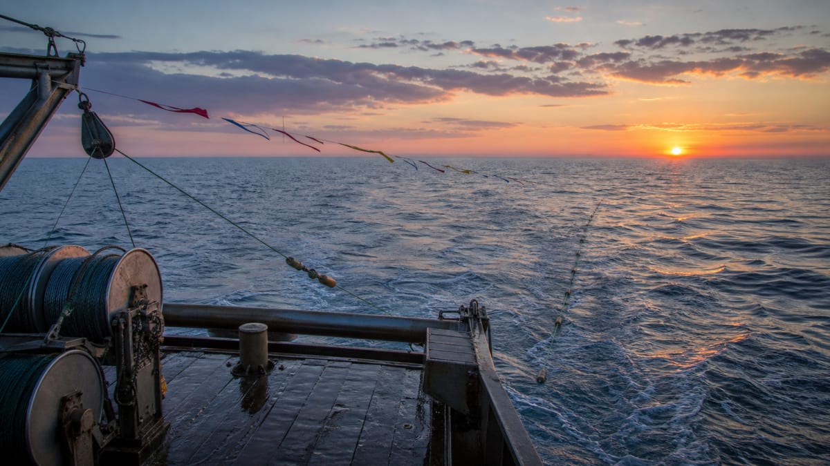 Medidas na pesca de espinhel buscam reduzir morte de albatrozes em alto mar