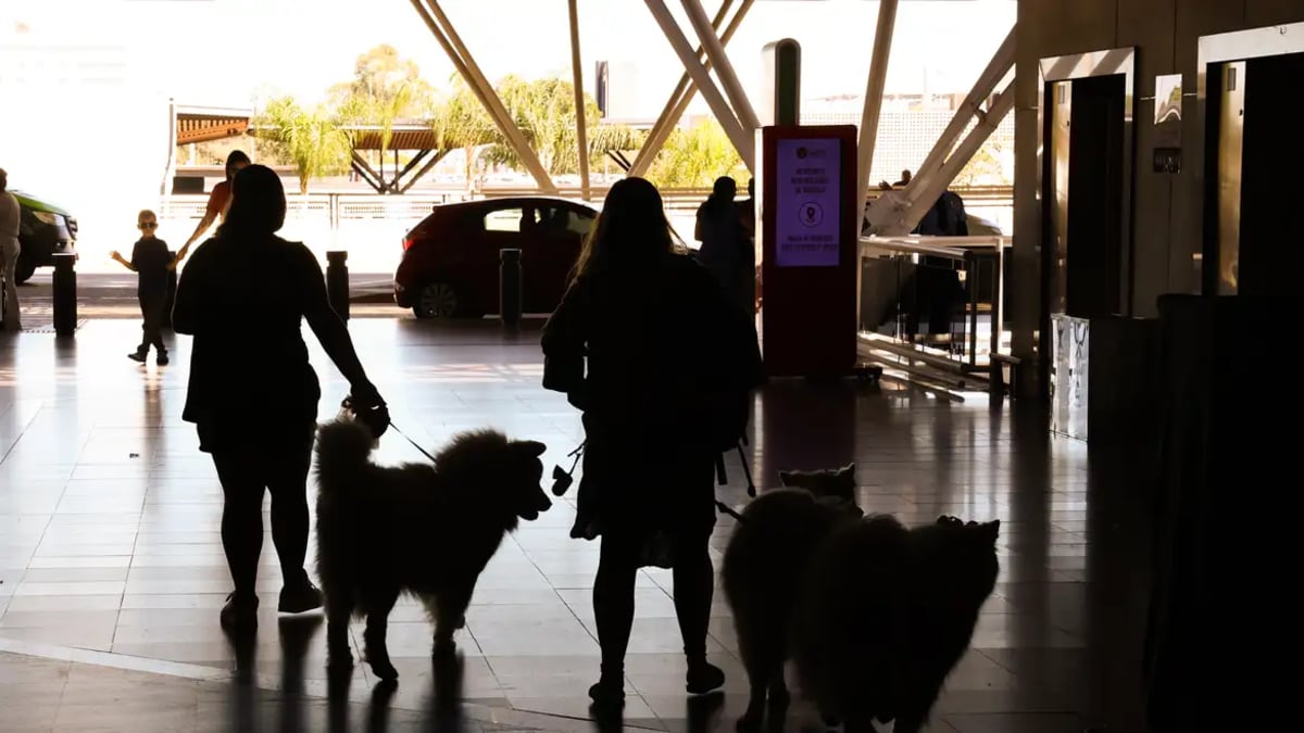 Cachorro não vê em preto e branco; saiba como funciona visão canina