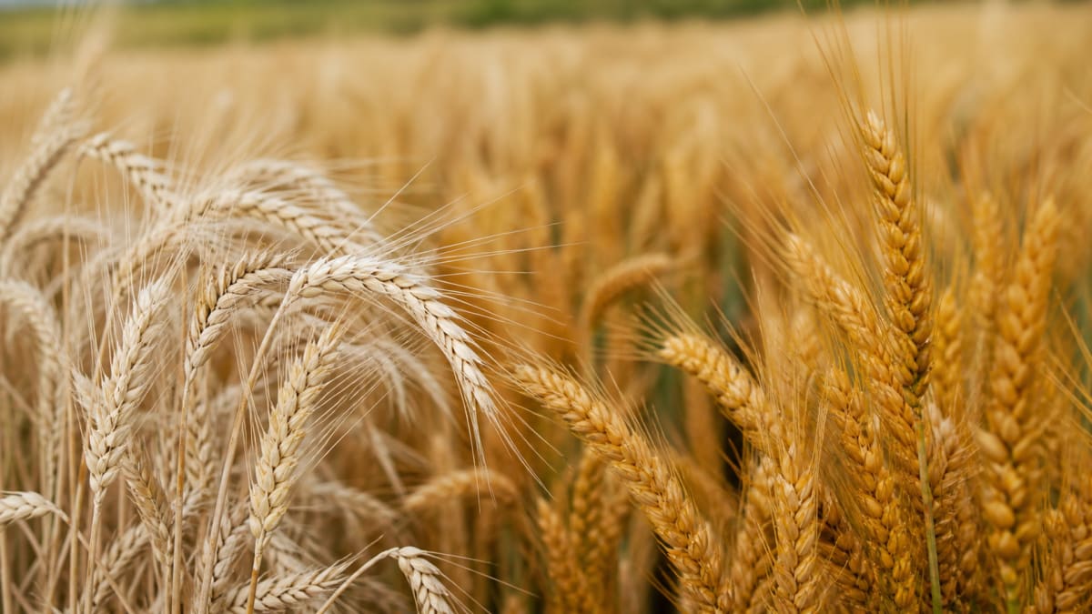 Rede divulga avaliacao de cultivares de trigo contra brusone da espiga