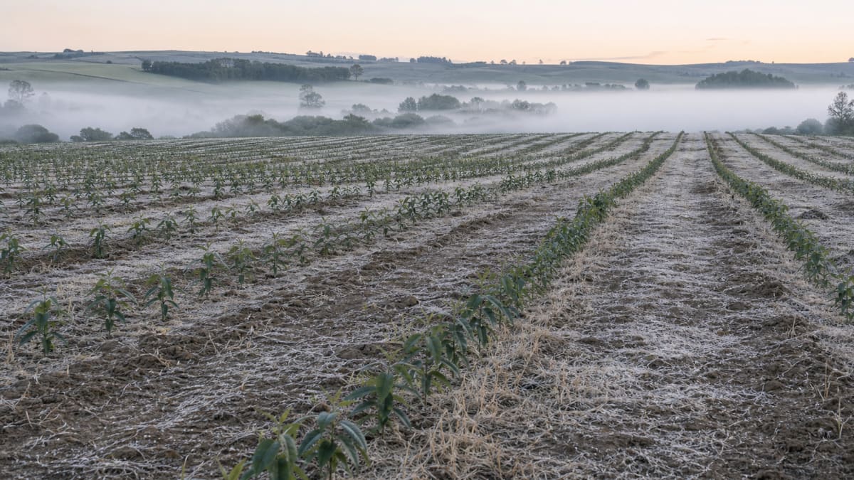 Cultivar de eucalipto adaptada ao frio e apresentada em dia de campo no parana