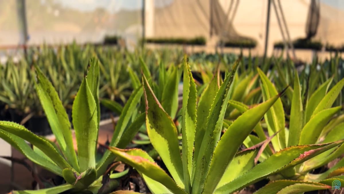 Conhecido por dar origem a tequila agave vira aposta para produção de bioenergia no Brasil