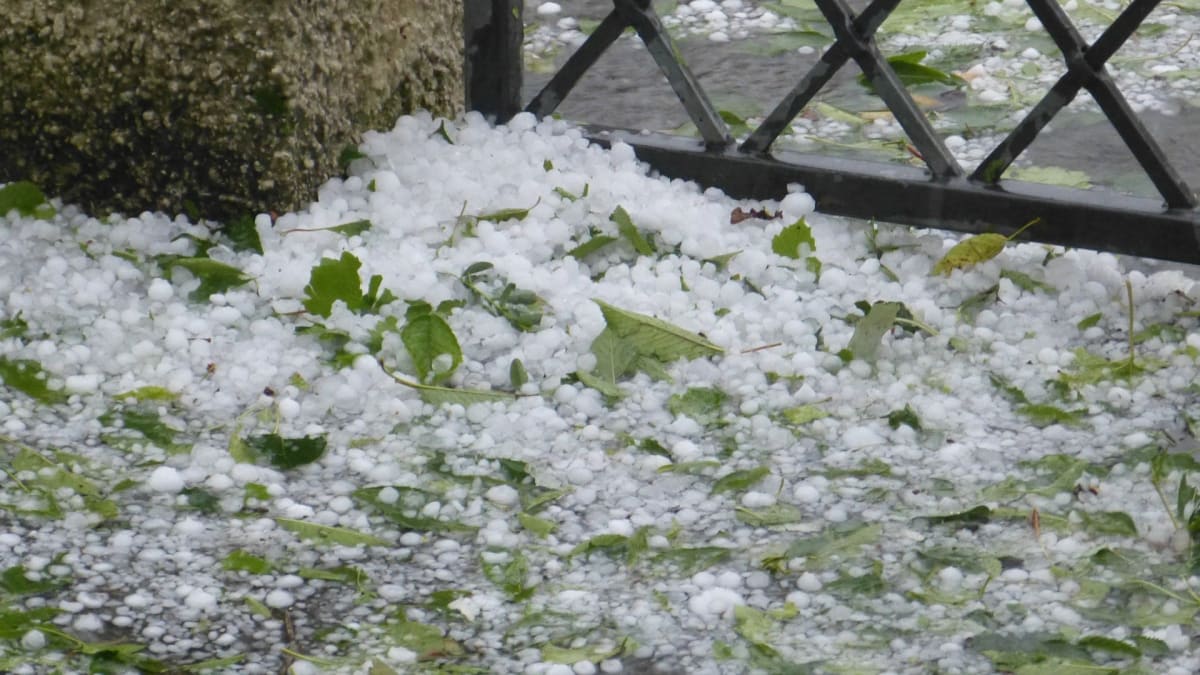 Lavouras de cafe danificadas pelo granizo confira orientacoes para a recuperacao