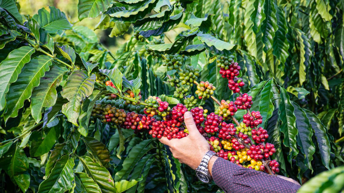 Tolerante ao frio menos cafeina e especifica para mg universidade lanca 3 novas cultivares de cafe