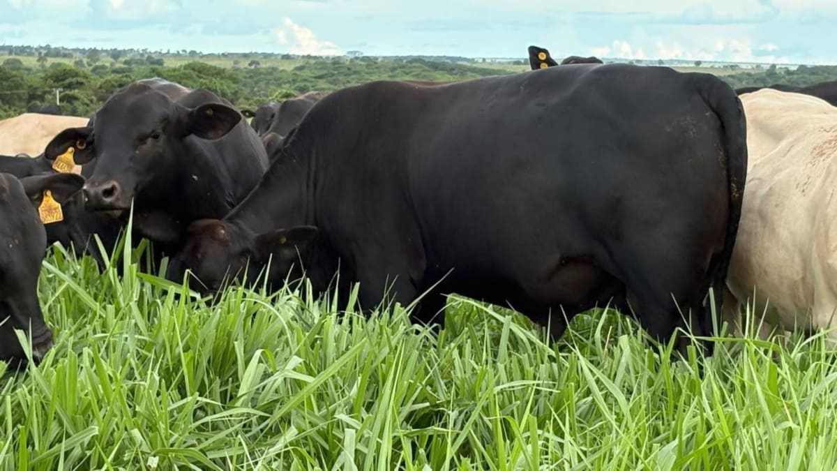 Como escolher a graminea ideal para aumentar a eficiencia da fazenda especialista responde