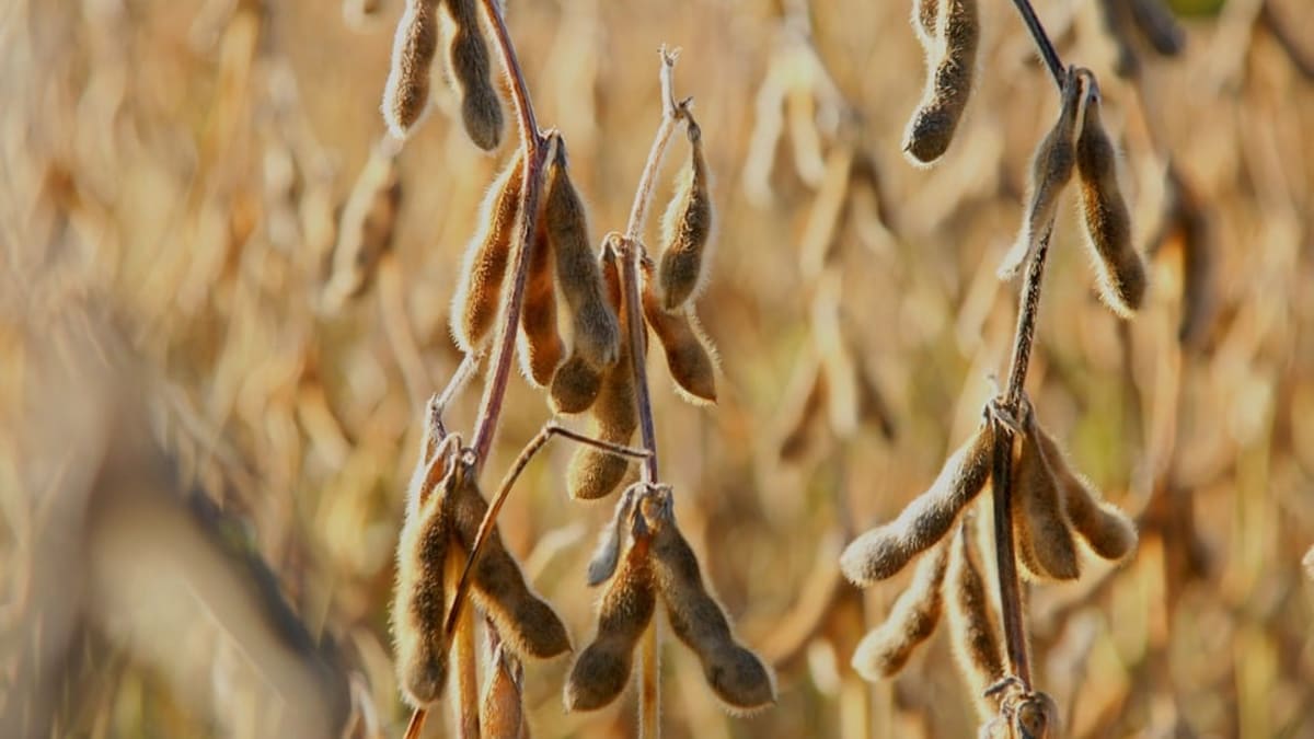 Soja reage e comercializacao ganha ritmo no Brasil confira o cenario da commodity