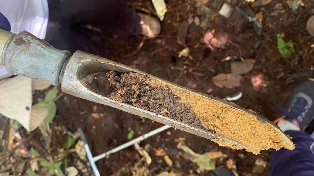 Estudo revela como nanoparticulas de cobre podem aumentar a eficiencia de fertilizantes