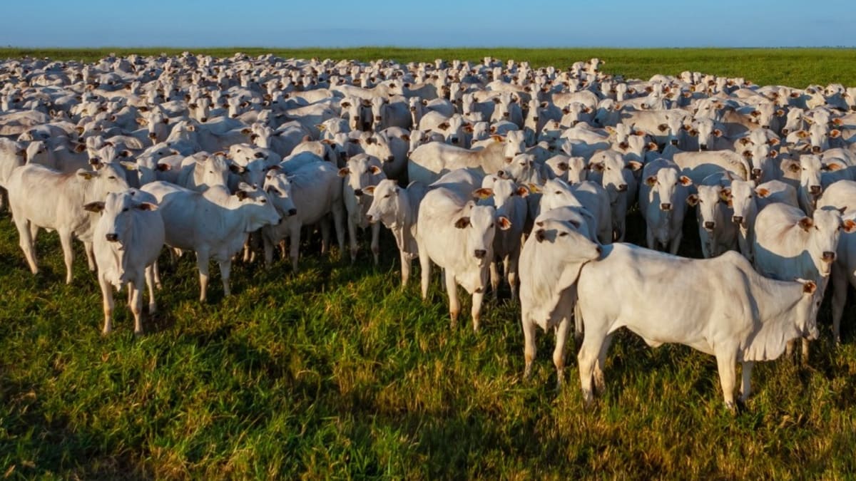 55% dos produtores do Espírito Santo ainda não atualizaram cadastro do rebanho
