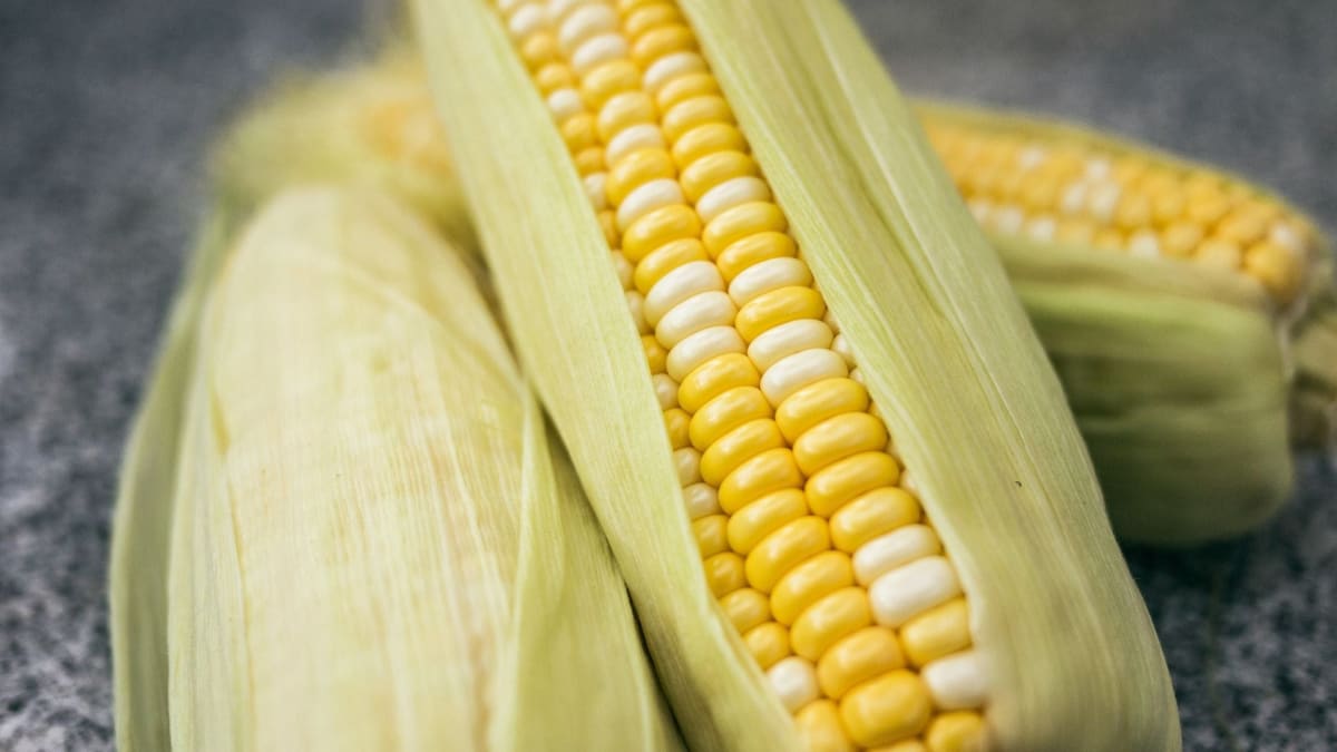 El nino preocupa mercado do milho enquanto precos seguem pressionados pela segunda safra
