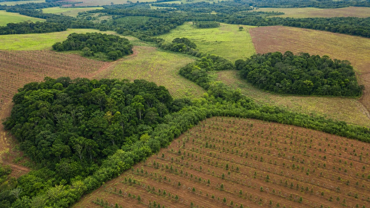 Bndes e petrobras definem vencedores do profloresta na amazonia