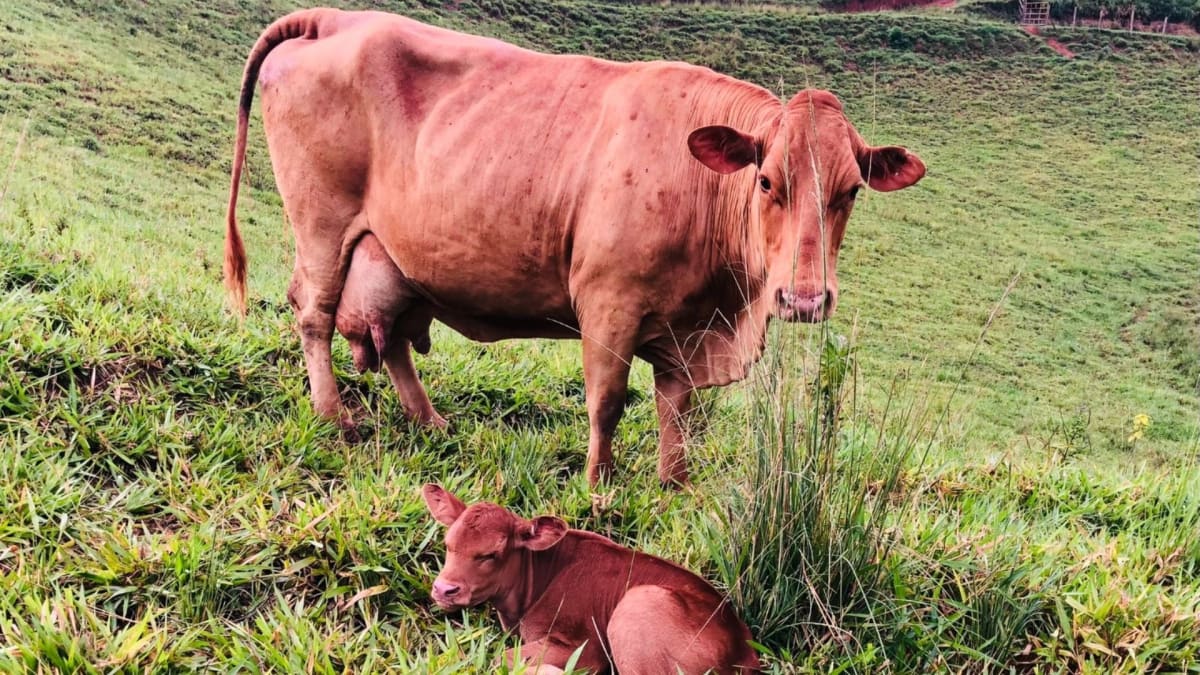 Cruzar caracu com curraleiro pe duro funciona especialista tira a duvida de produtor de tocantins