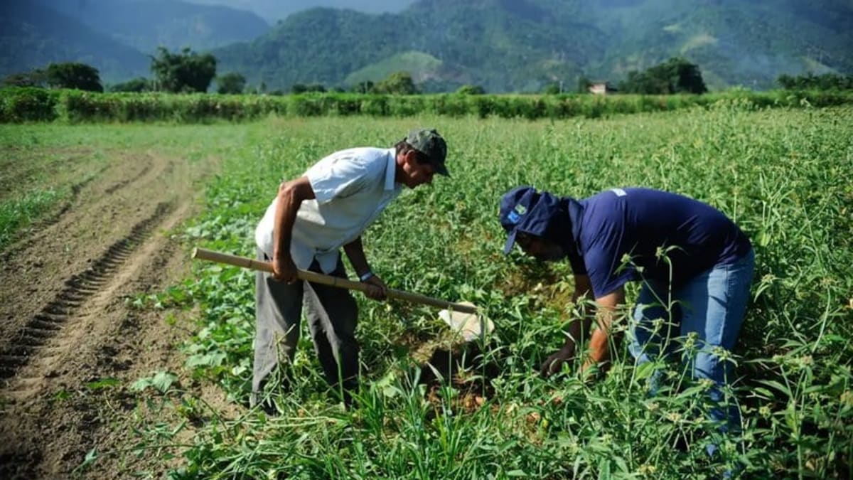 garantia safra injeta quase R$ 32 mi em alagoas e beneficia mais de 26 mil agricultores