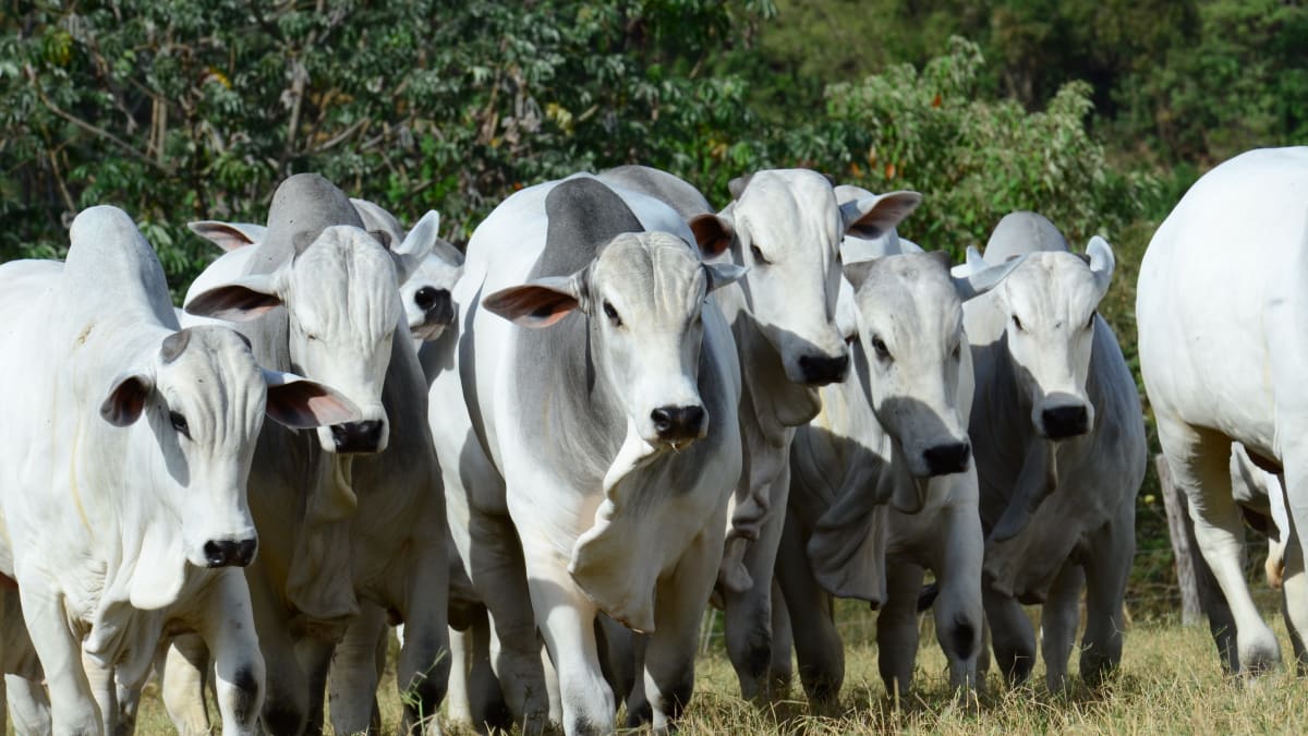 Cota chinesa deve esgotar em julho com impactos no mercado do boi gordo projeta safras mercado