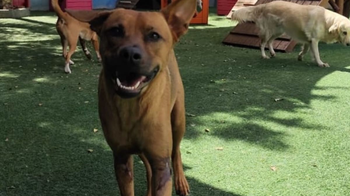 Pela primeira vez, animal de estimação terá lugar na mesa de honra da Câmara do Rio