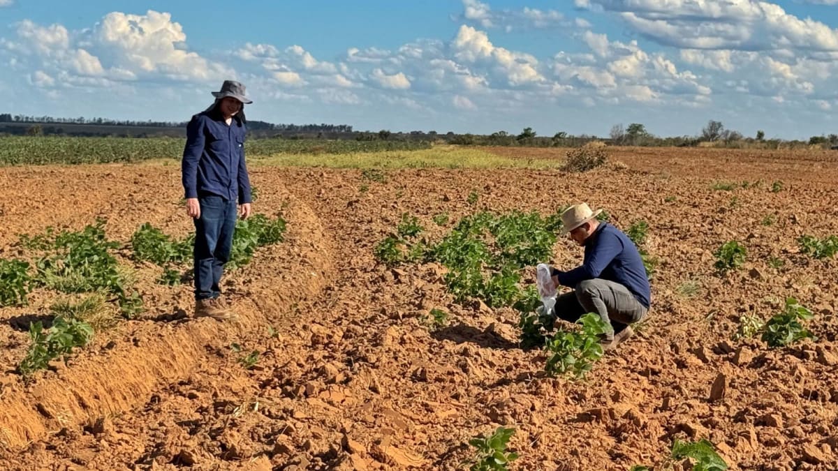 Vazio sanitario da soja reforca compromisso do agro baiano com a sanidade das lavouras