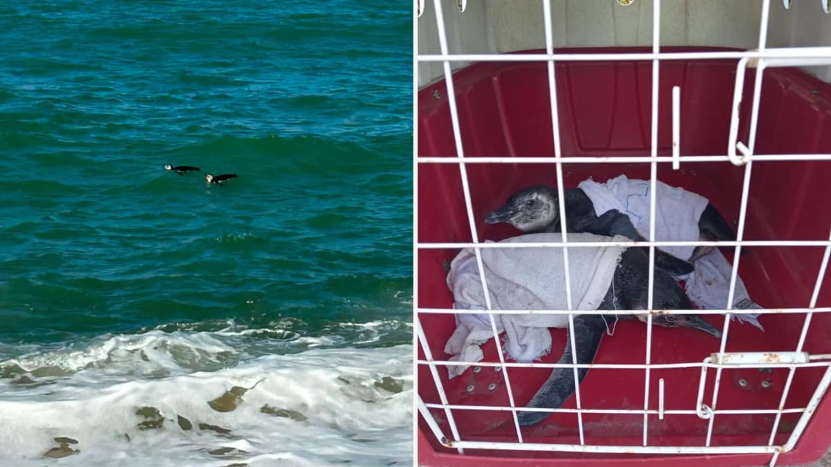 Pinguins são resgatados em praia de Marataízes após aparecerem no Litoral Sul