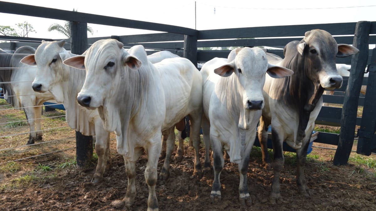 boi gordo acumula mais de 2 de queda em junho aponta Cepea