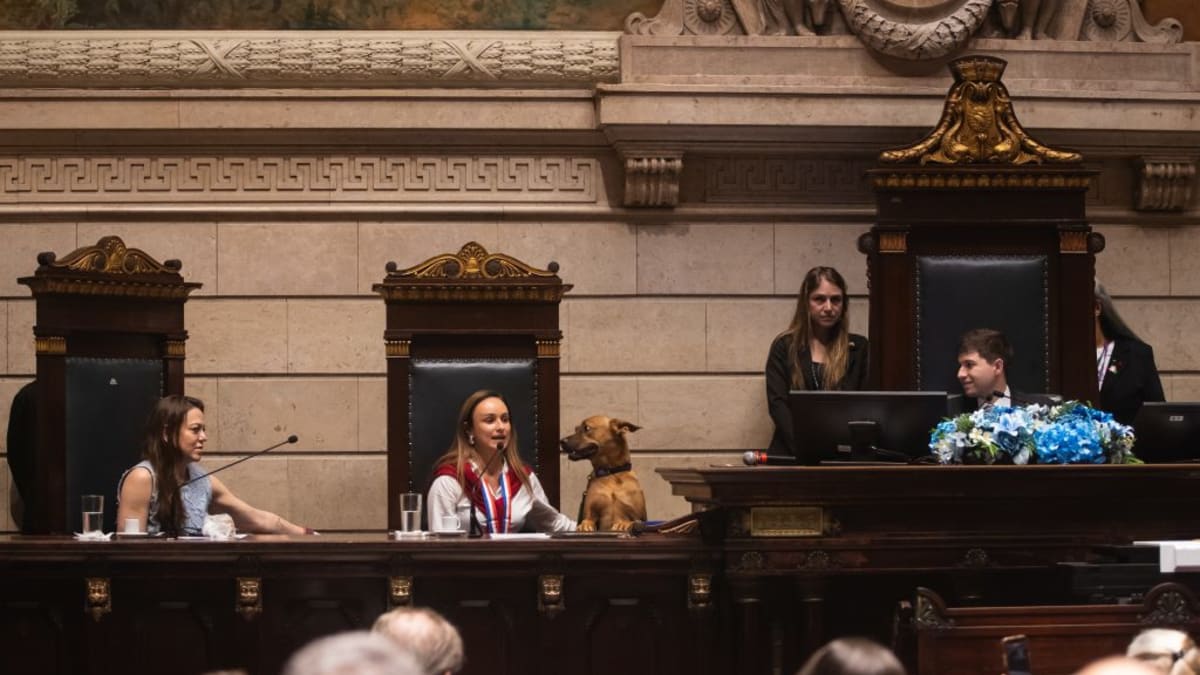 Cachorro participa pela primeira vez de mesa de honra na Câmara do Rio