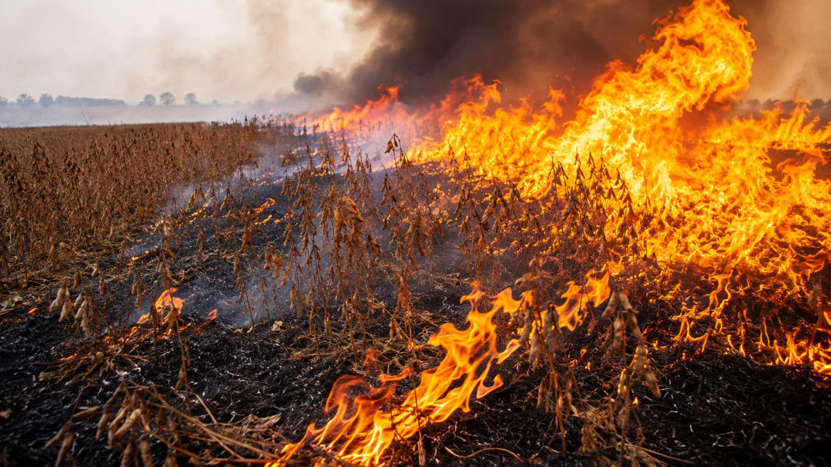 Voce sabe como proteger sua propriedade rural de incendios aprosoja mt detalha medidas de prevencao e seguranca juridica