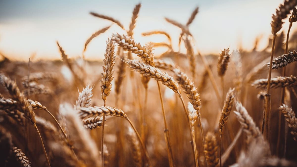 El nino aumenta risco para qualidade do trigo e produção deve cair 20 aponta itau bba