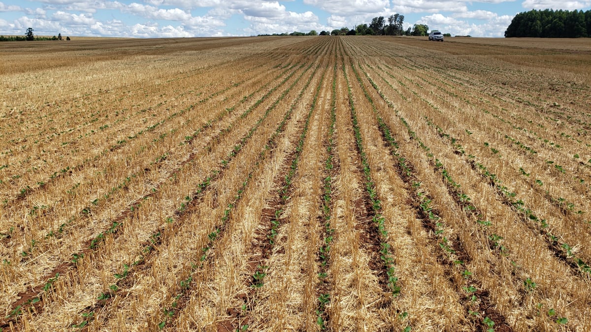 O vazio sanitario reduz uso de fungicidas e traz beneficios para a produção e o meio ambiente diz presidente da aprosoja mt