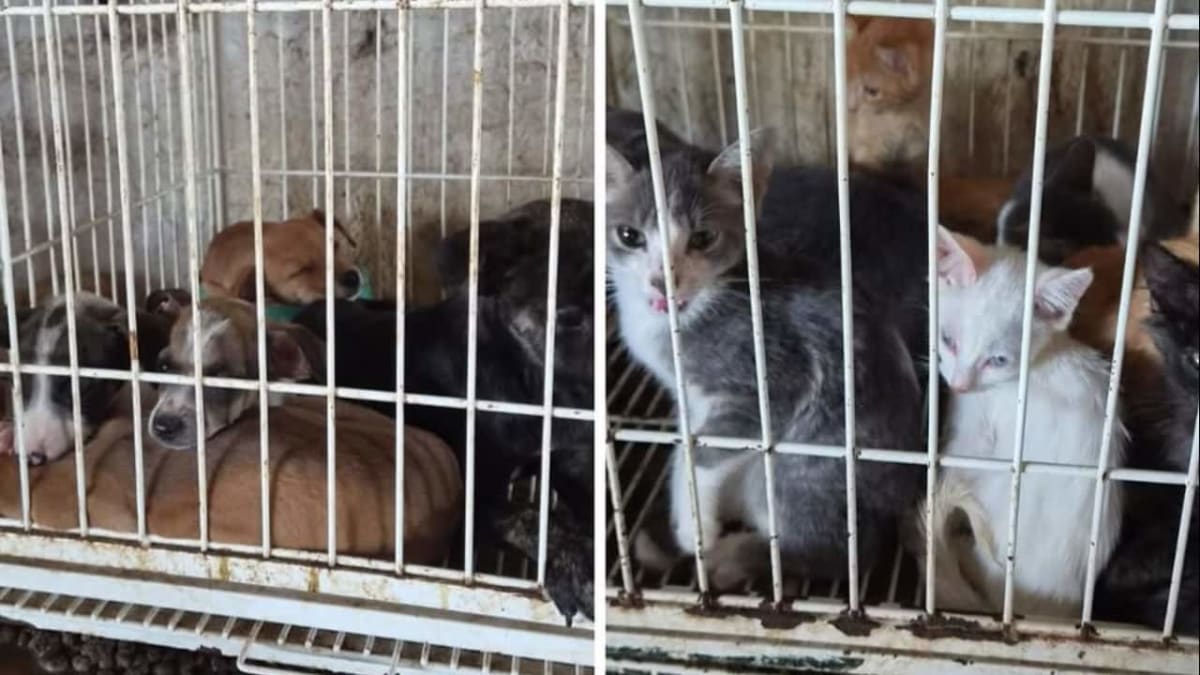 Animais são resgatados em situação de maus-tratos em estabelecimento de Goiânia