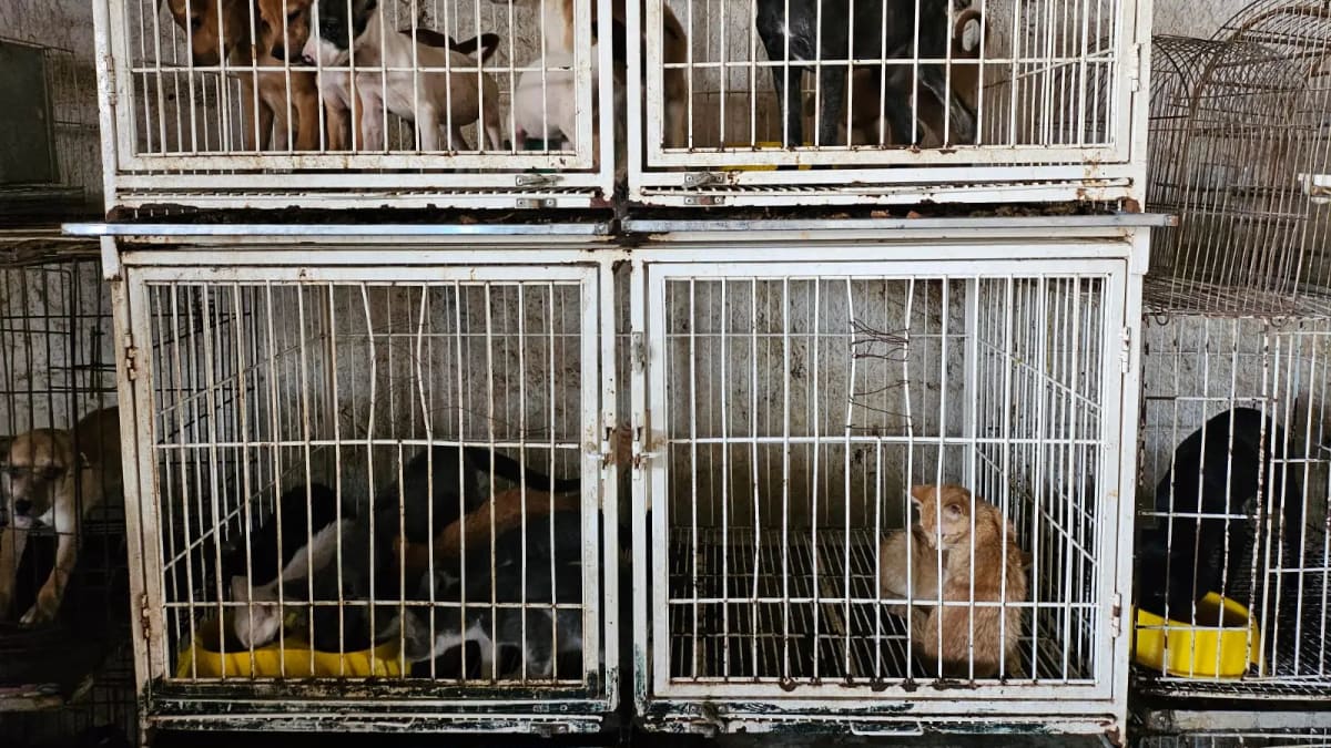 Operação resgata 23 animais mantidos em condições insalubres em clínica veterinária de Goiânia