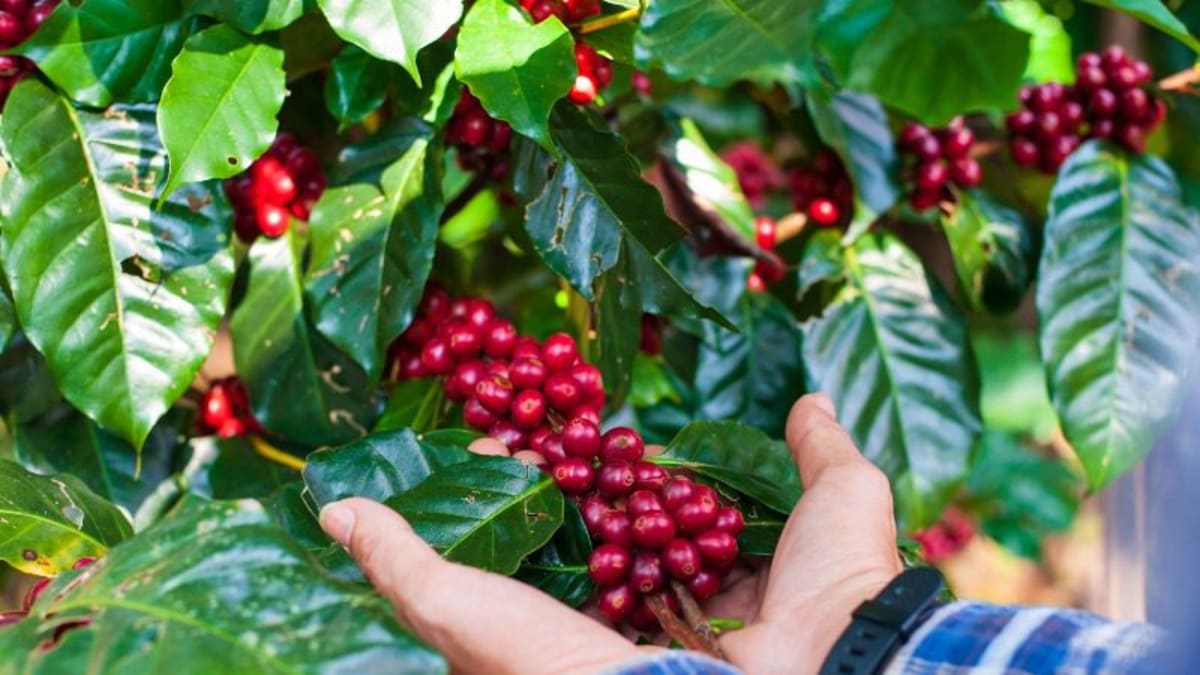 Exportação de café do Espírito Santo cresce 78% e supera 2 milhões de sacas