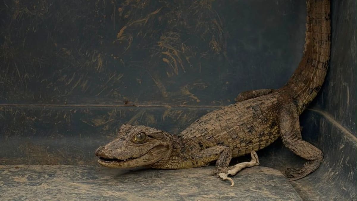 Visitante inesperado: filhote de jacaré é encontrado em caixa d'água em Vila Velha