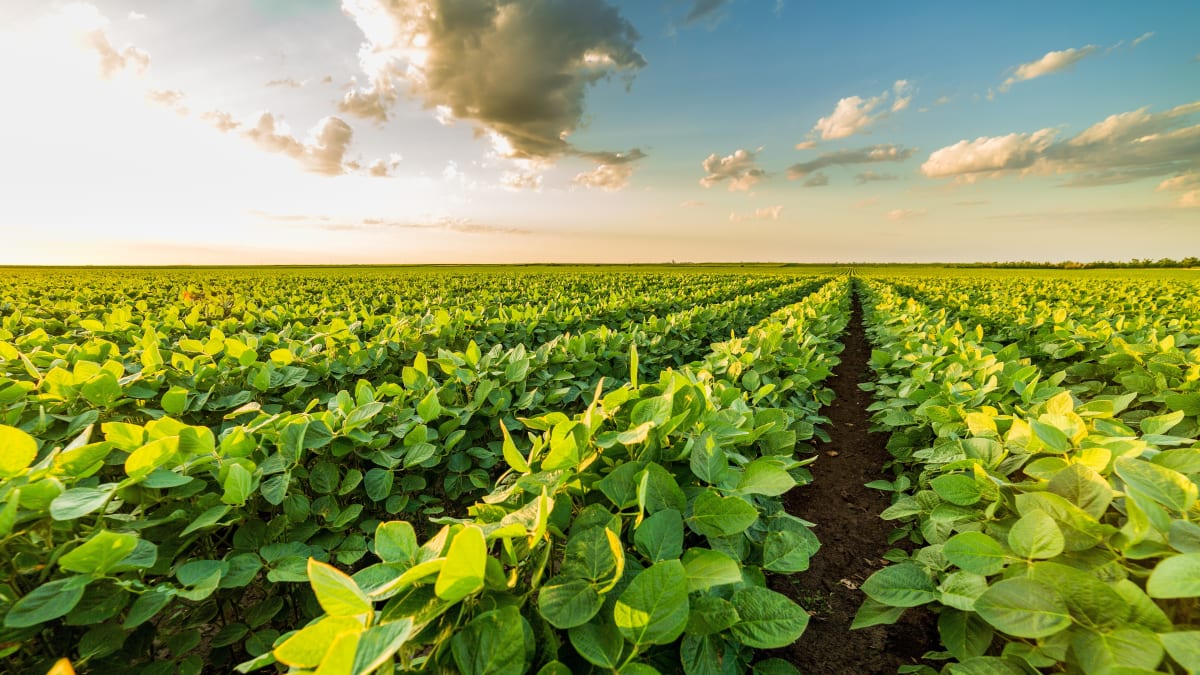 Saiba qual estado brasileiro lidera a produção de soja sustentável e leva pais a superar 2 milhões de hectares certificados