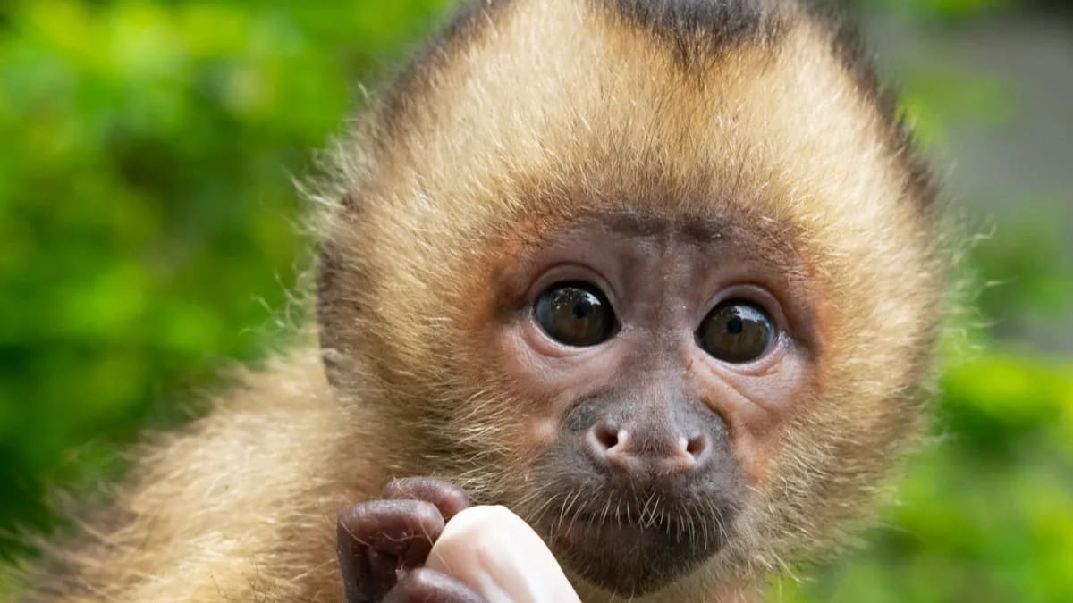 Unidade do Ibama é fechada por surto de tuberculose em macacos