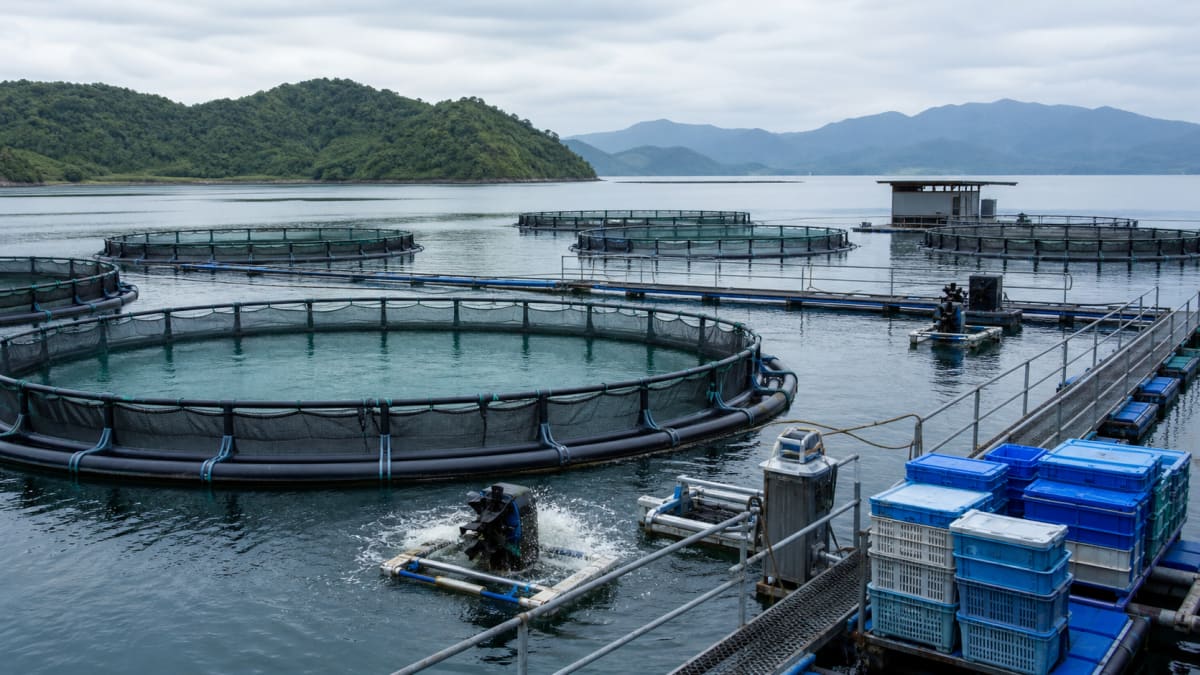 Consumo interno de peixes de cultivo cresce no primeiro semestre diz peixe br