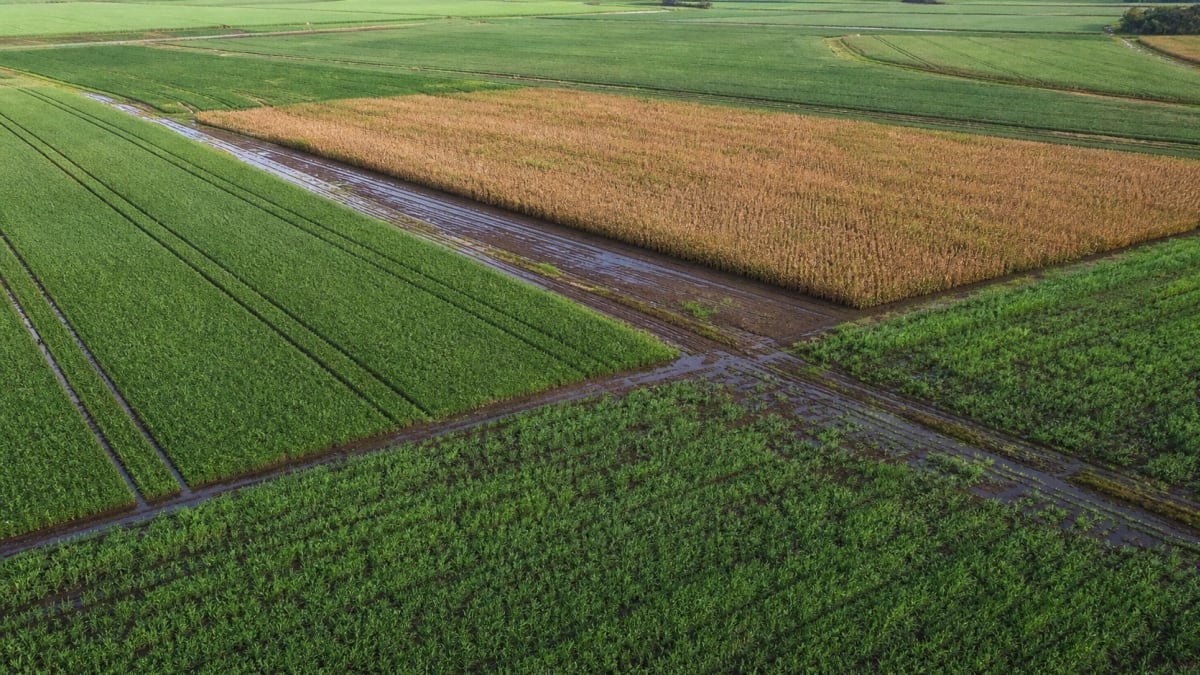 indice de vegetacao do trigo avanca nas areas monitoradas pela Conab