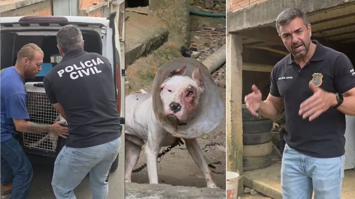Polícia Civil resgata dois cães em situação de maus-tratos durante ação integrada em Viana
